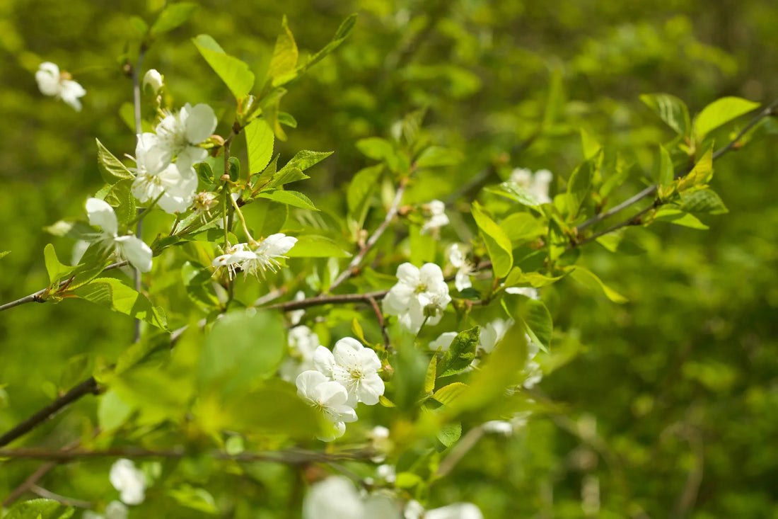ALLERGIES: Our Newest Insight Coming Soon!
