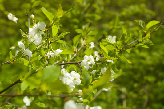 ALLERGIES: Our Newest Insight Coming Soon!