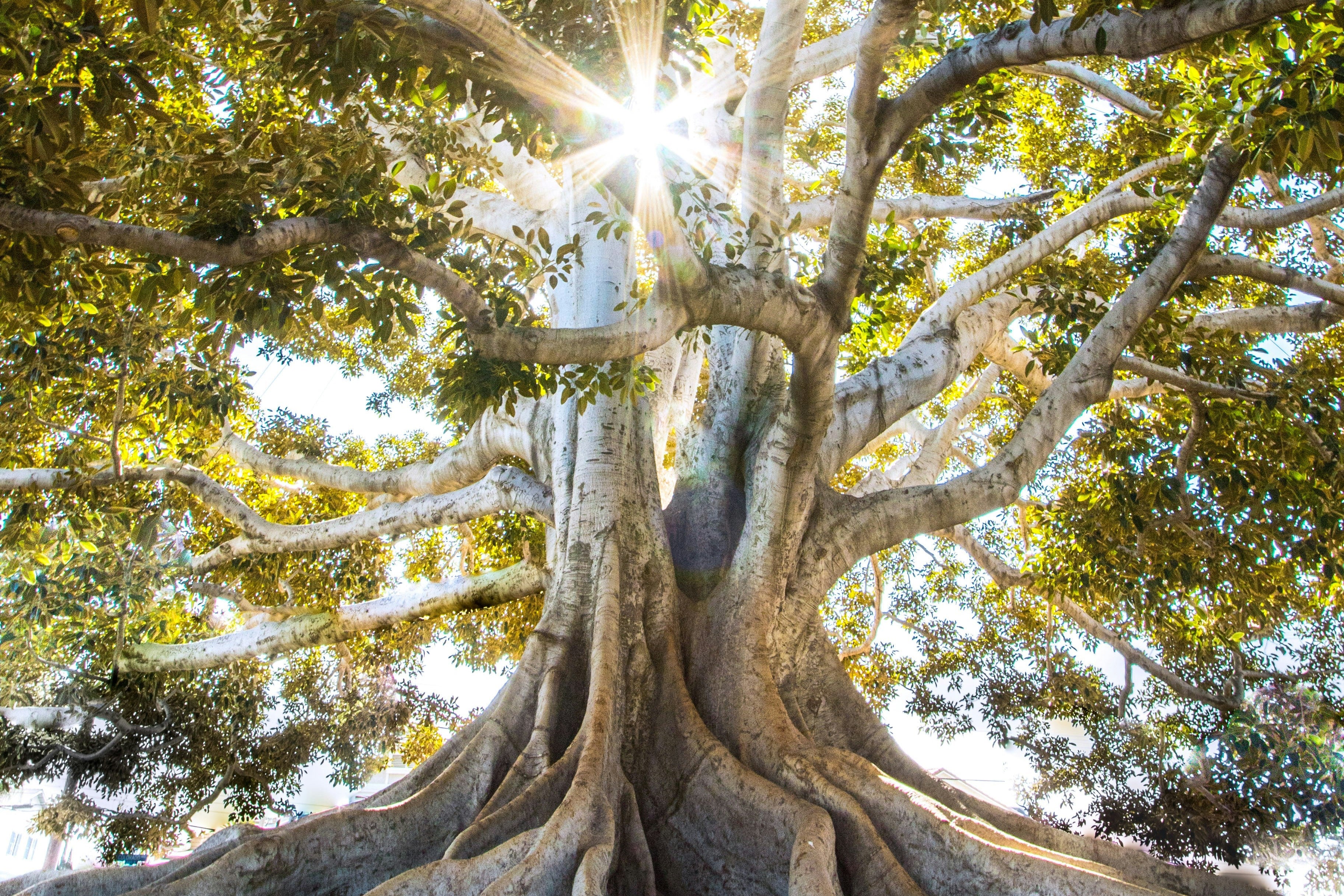 Sunlight filtering through the branches of a large tree with a focus on its roots.